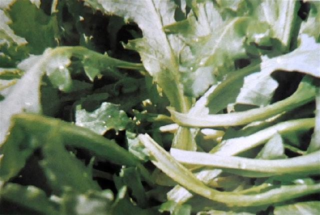 Afyon Salatas ( Afiyan Salatas )