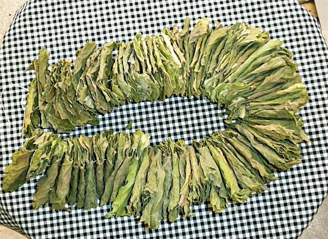 Kurutulmu Asma Yapra